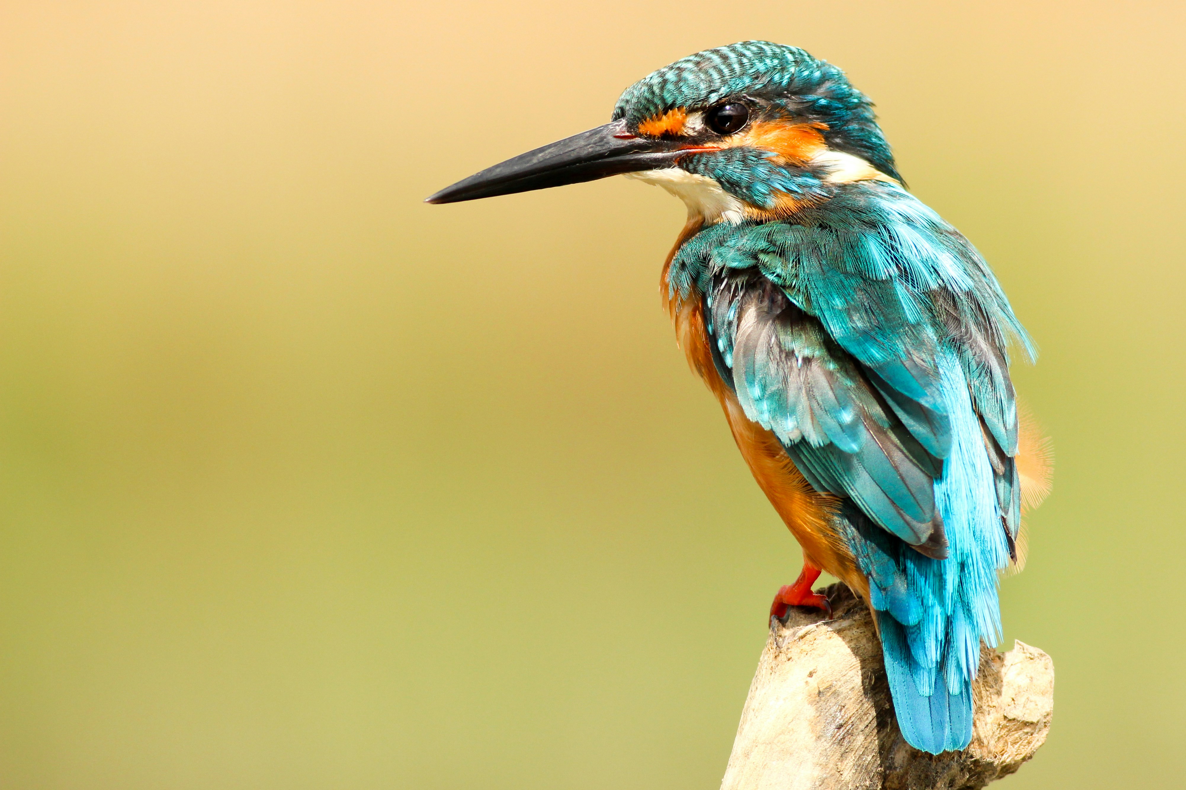 Birdwatching App